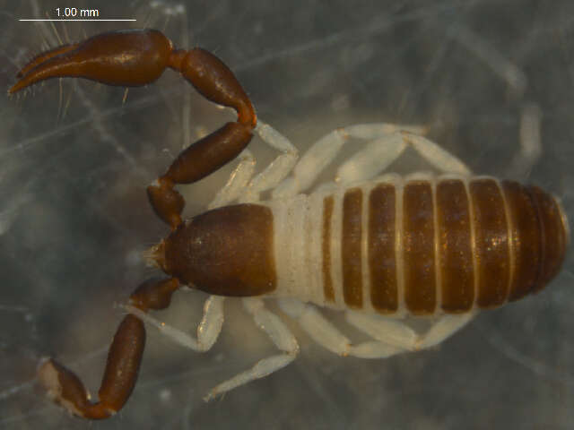 Image de Olpiidae Banks 1895