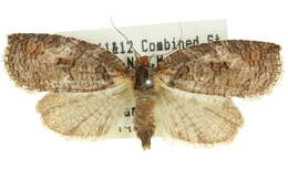 Image of <i>Cryptoptila australana</i>