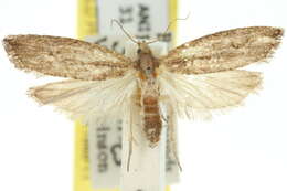 Image of Nutgrass borer