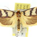 Image of <i>Cryptophasa insana</i>