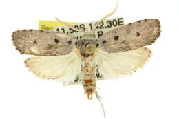 Image of Cryptophasa tecta Lucas 1893