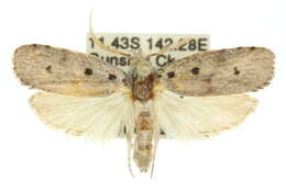 Image of Cryptophasa tecta Lucas 1893