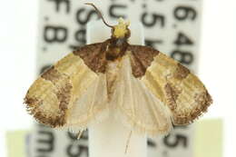 Demeijerella chrysoplea的圖片