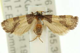 Demeijerella chrysoplea的圖片