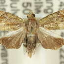 Image of Sorolopha leptochlora Turner 1916