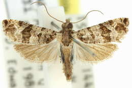 Lobesia peltophora Meyrick 1911 resmi