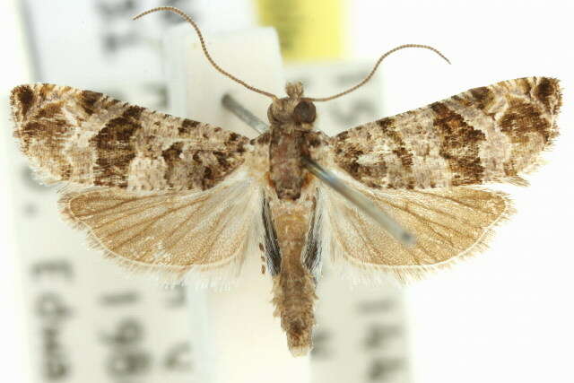 Lobesia peltophora Meyrick 1911 resmi