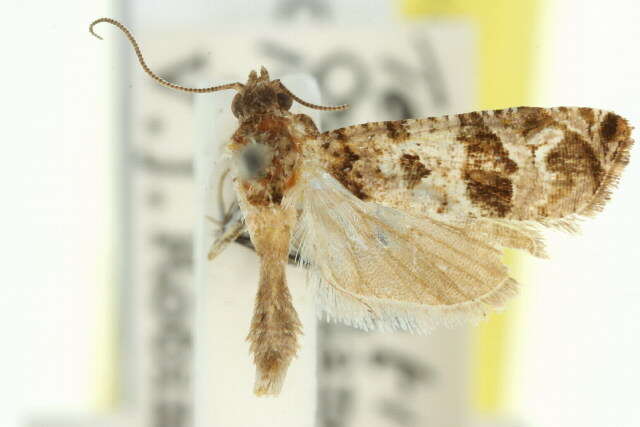 Lobesia peltophora Meyrick 1911 resmi