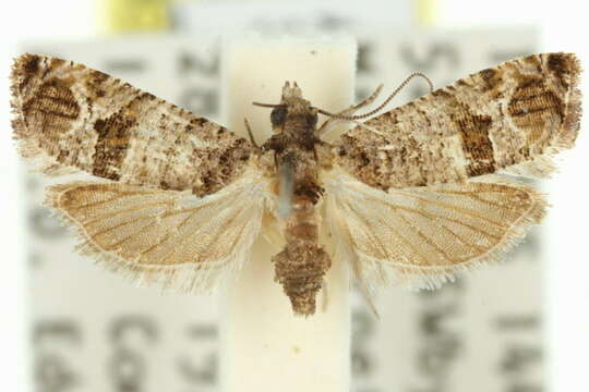 Lobesia peltophora Meyrick 1911 resmi