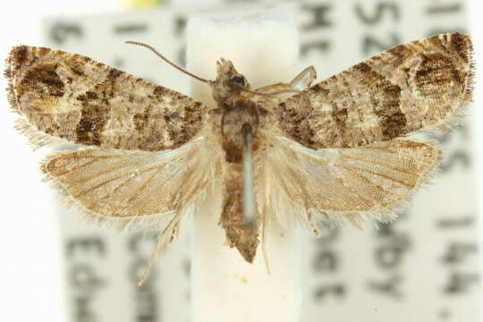 Lobesia peltophora Meyrick 1911 resmi