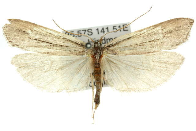 Image of Xylorycta viduata Walker 1869