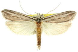 Image of Xylorycta viduata Walker 1869