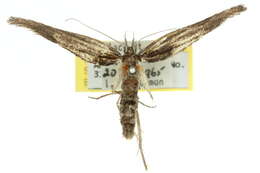 Image of Xylorycta viduata Walker 1869