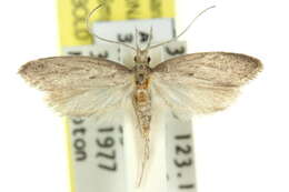 Image of Heterochyta xenomorpha Meyrick 1906
