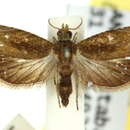 Image of Rhodacra pyrrhocrossa Meyrick 1912