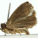 Image of Euobraztsovia chionodelta Meyrick 1911