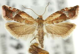 Image of Ancylis colonota