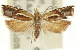 Image of Ancylis himerodana