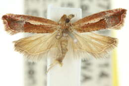 Image of Ancylis colonota