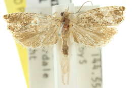Image of <i>Ancylis volutana</i>