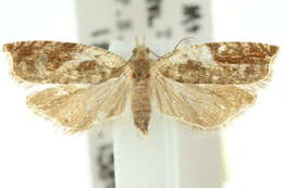 Image of <i>Ancylis volutana</i>