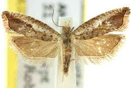 Image of Ancylis colonota