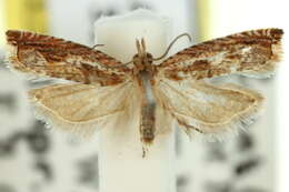 Image of Ancylis infectana