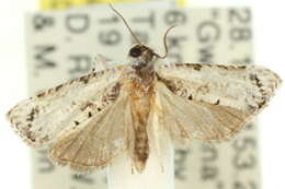 Image of Oriodryas