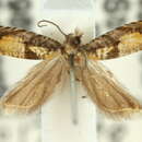 Image of Ancylis eupena Turner 1946