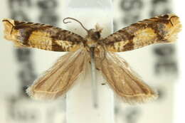 Image of Ancylis eupena Turner 1946