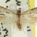 Image of Bathrotoma ruficomana Meyrick 1881
