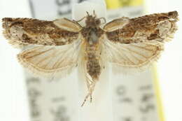 Image of Lantana Flower-Cluster Moth