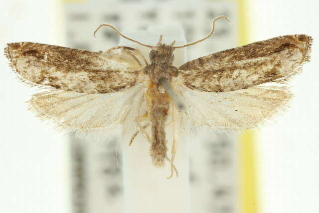 Image of Lantana Flower-Cluster Moth