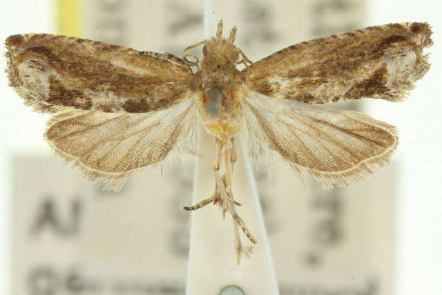 Image of Lantana Flower-Cluster Moth