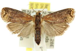 Слика од Cryptophlebia rhynchias Meyrick 1905