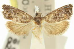 Image of Laspeyresia lomacula