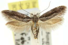 Image of Macrobathra embroneta Turner 1932