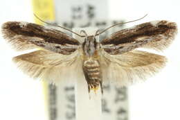 Image of Macrobathra embroneta Turner 1932