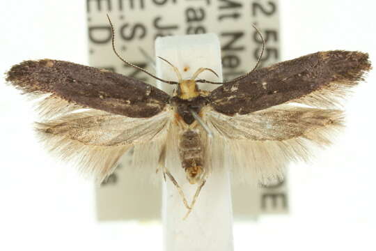 Image of Macrobathra porphyrea Meyrick 1886