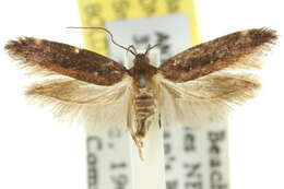 Image of Macrobathra nephelomorpha Meyrick 1886