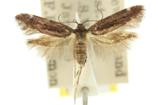 Image of Macrobathra nephelomorpha Meyrick 1886