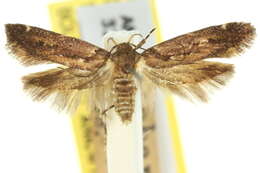 Image of Macrobathra nephelomorpha Meyrick 1886