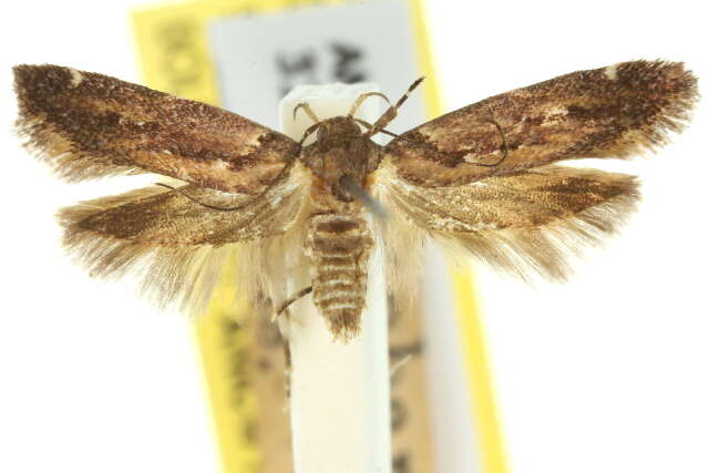 Image of Macrobathra nephelomorpha Meyrick 1886