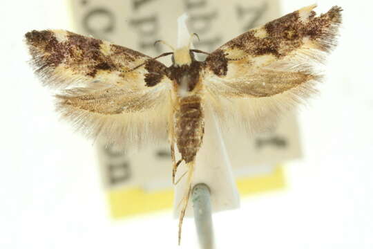 Image of Macrobathra brontodes Meyrick 1886