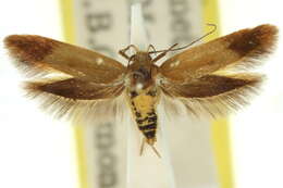 Image of Macrobathra phryganina Turner 1932