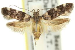 Image of Macrobathra diplochrysa Lower 1894