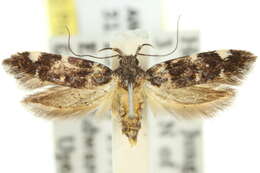 Image of Macrobathra diplochrysa Lower 1894