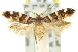 Image of Macrobathra diplochrysa Lower 1894