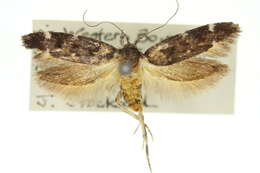 Image of Macrobathra diplochrysa Lower 1894