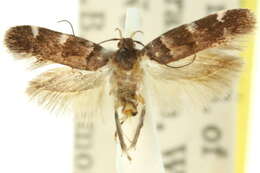 Image of Macrobathra hyalistis Meyrick 1888